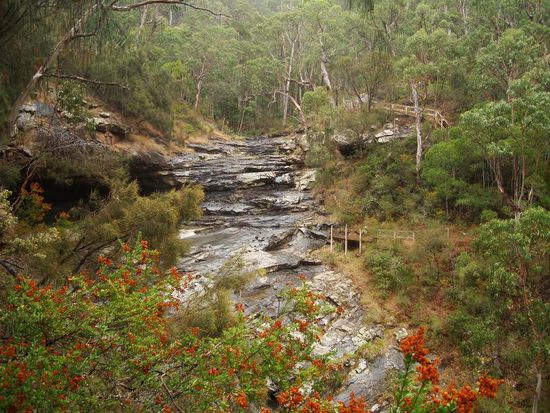 Koala-Suche im Eukalyptus-Wald