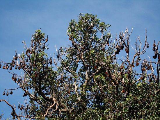 Die Fledermaeuse im Botanischen Garten machen einen Riesenlaerm! Wir finden sie aber trotzdem cool!