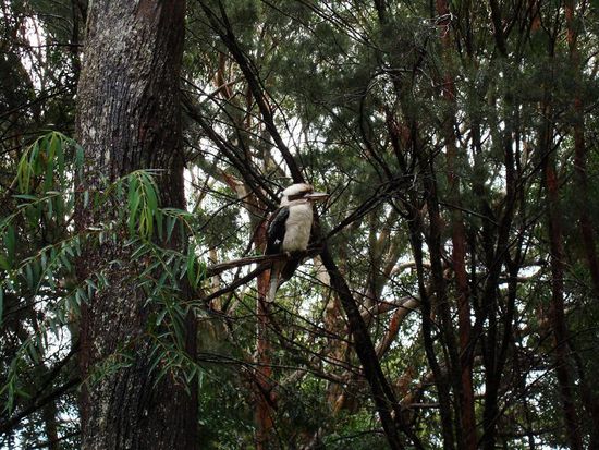 einer der vielen Kokaburras dort