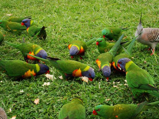 Rainbow Lorikeets auf dem Campground