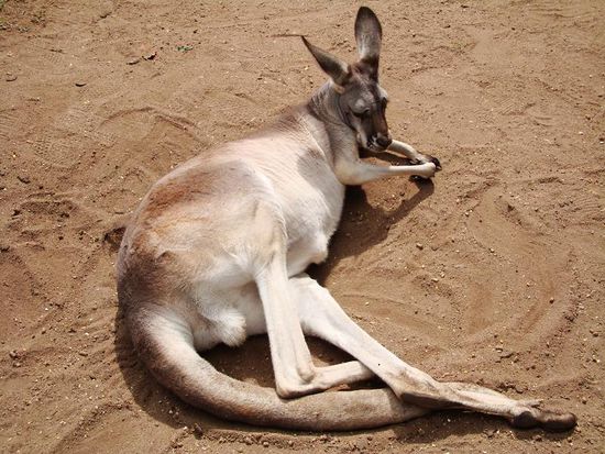 Lazy Hopper ohne Marco