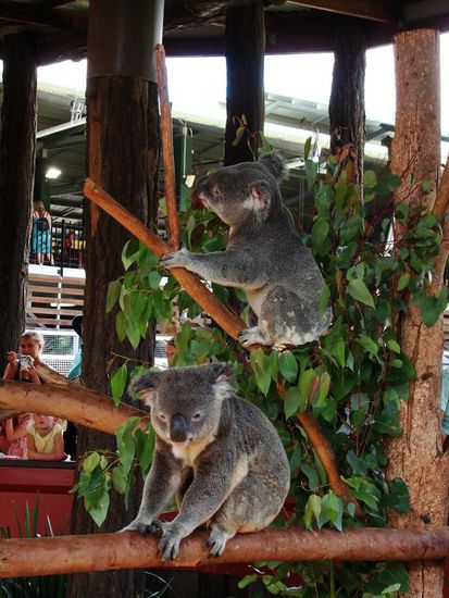 Koalas am chillen