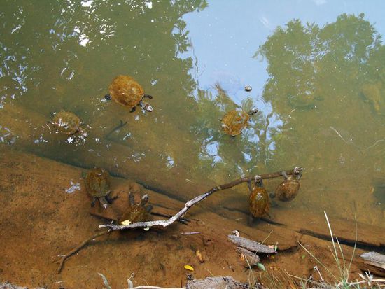.....die Schildkroetli waren auch haerzig!