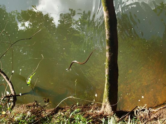 Das ist aber ein komischer Platypus....