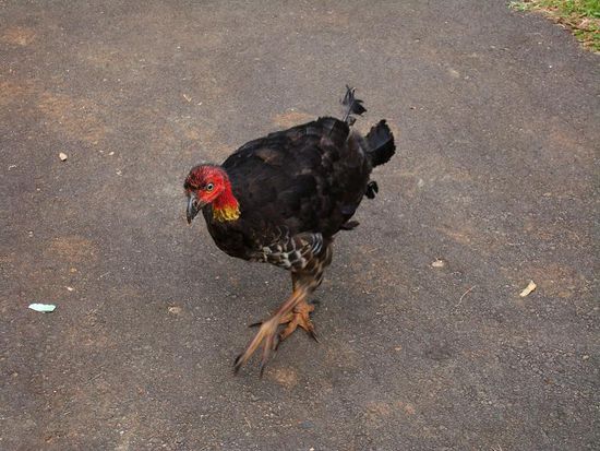 Auch der Brush-Tuerky lebt in dieser Gegend. Zwar nicht ganz so haerzig...