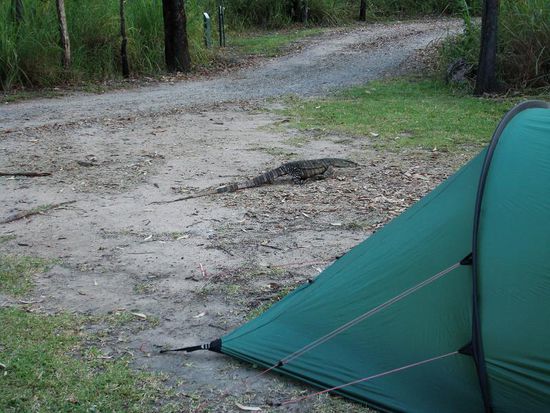 Campinspektor Herr Echse!