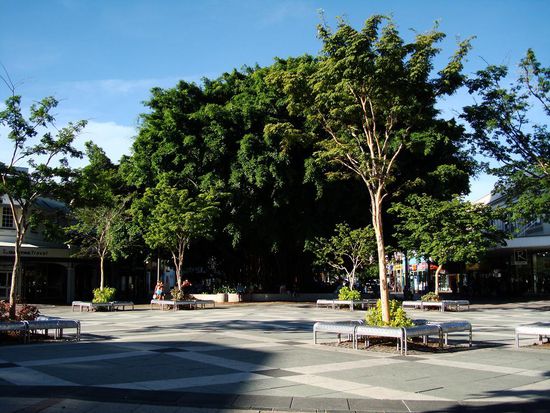 Big tree on da road, maaaan