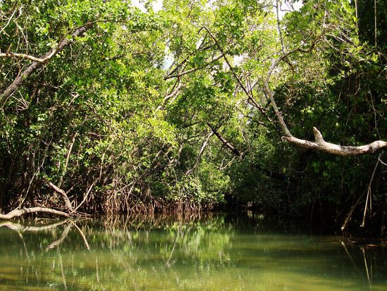 Uhu, ist da ein Croc zu Hause?