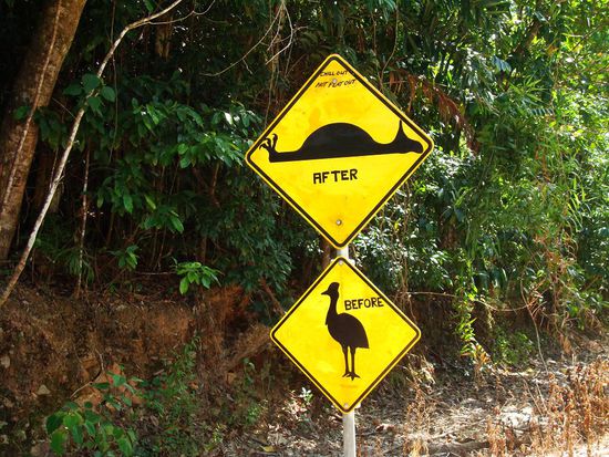 Ok, nun wissen wir auch wie ein toter Cassowary aussieht.