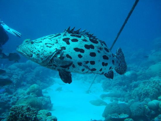 ...wunderschoen oder?