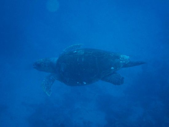 Auch eine Schildkroete schaute wieder vorbei.