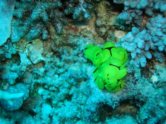 Toll diese leuchtigen Nacktschnecken