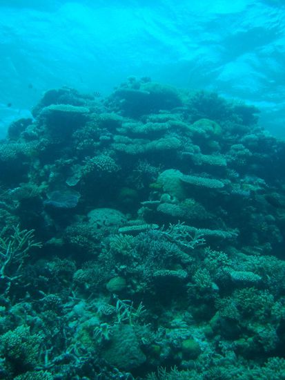 Einmal mehr wunderschoene, intakte Unterwasserwelt.