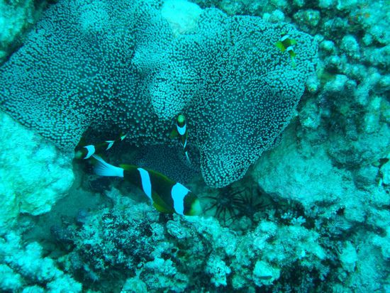 Nemo darf natuerlich nicht fehlen.....