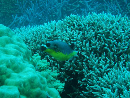 ...und die suessen Pufferfischli auch nicht.