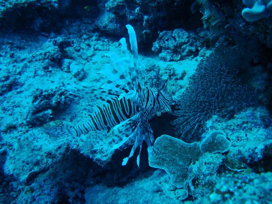 Auch Feuerfische traf man hier an.