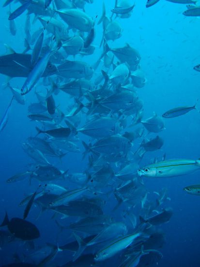 Ziemliches durcheinander bei den Giant Trewalli 