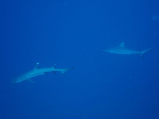 Klein Sharky in Begleitung mit nicht so klein Sharky.