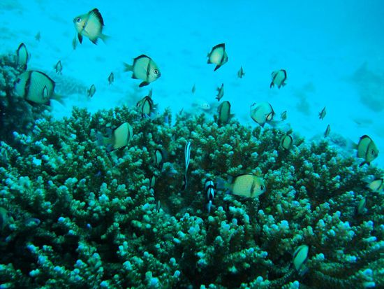 Diese Fischli chillen immer nur in der gleichen Koralle herum, faule Saecke 
