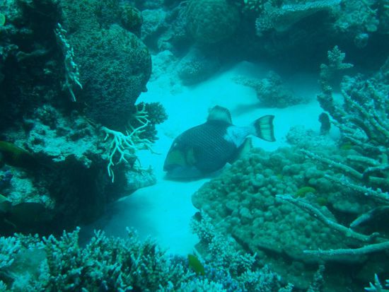 Marcos Freund! Diesmal nicht angriffslustig....!