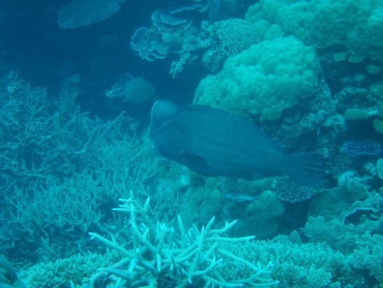 Der Korallenvernichter, beisst mit seinen Schnaffeln riesige Stuecke raus.