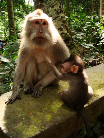 Jaja Aeffchen, das darfst du auch nur in jungen Jahren machen...