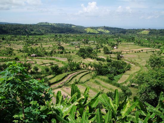 Wunderschoene Reisfelder
