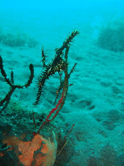 2 Gohstpipefischli am herumchillen