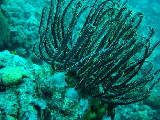 Pipefischli am chillen (Dane hat uebrigens ihren ersten Pipefisch selber entdeckt, gratualtion) 