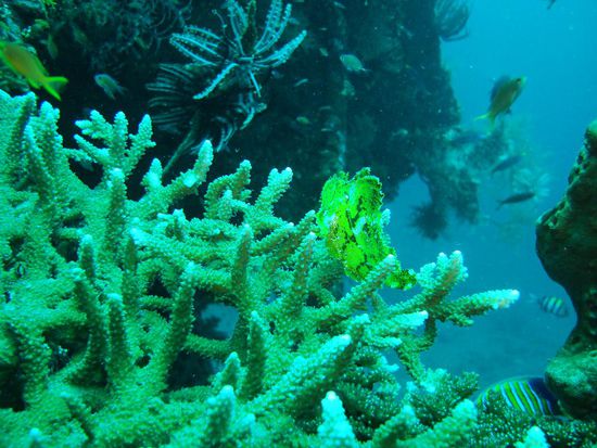 Leaf scorpion Fisch, echt cool!