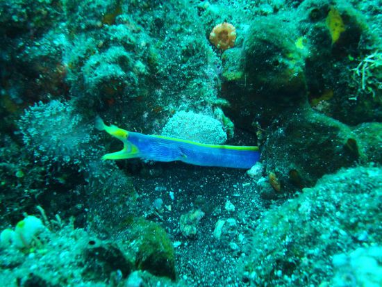 Ribbon eals hatte es auch noch