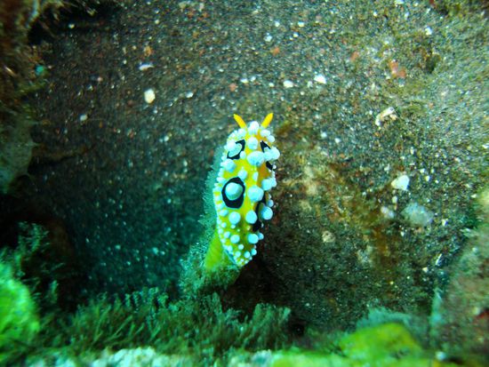 noch mal Nudie Branchy