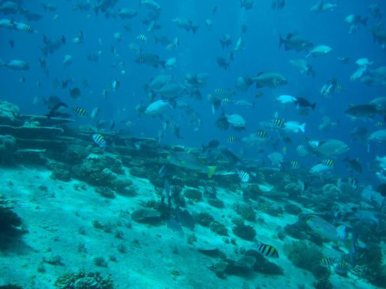 Super Sicht und viele Fischli.