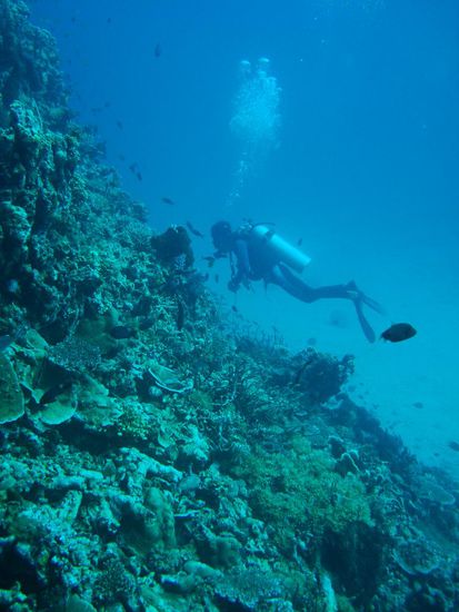 Unser Guide auf Frogfish-Suche