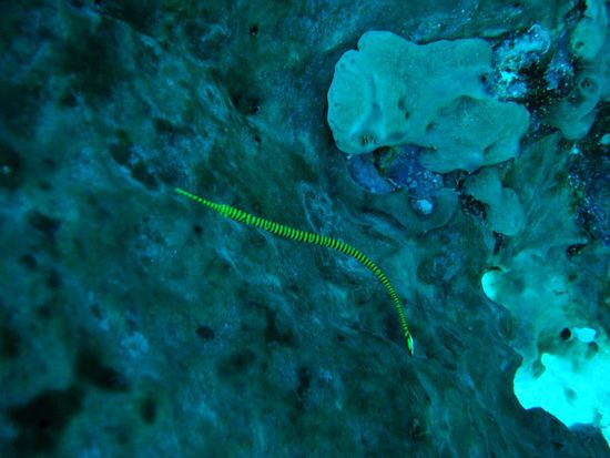 Wunderschoener Pipefish (schwamm direkt vor dem Maul der Riesenmuraene).