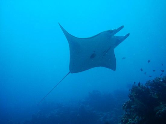 Echt cool diese Dinger...