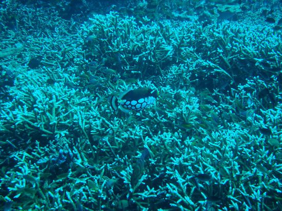 Hier haben wir auch unseren ersten Clowntriggerfish gesehen (und danach noch ganz viele).... Viel lieber als der Titantrigger ,