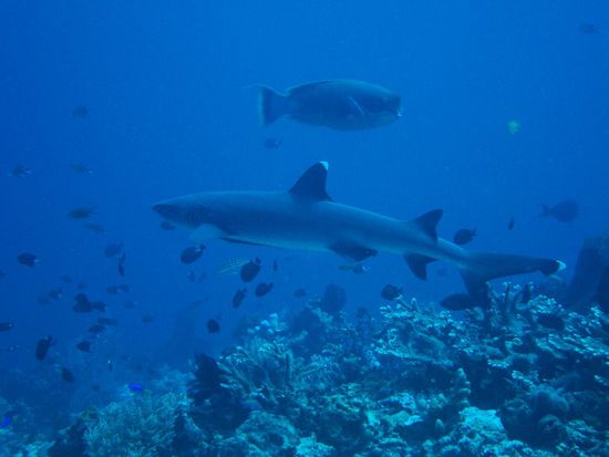 Mr. Sharky darf natuerlich nicht fehlen....