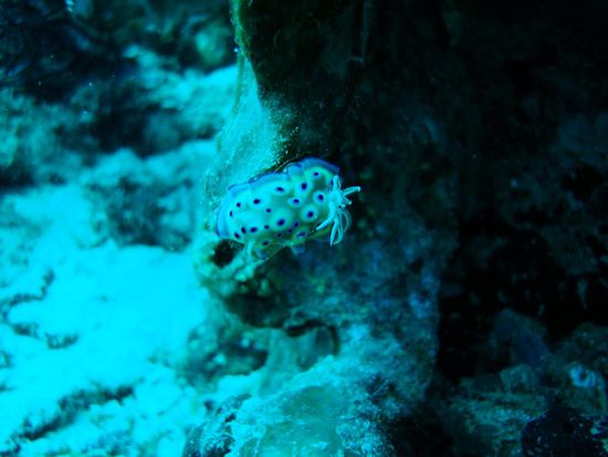... und die Nachtschnecken sowieso nicht....