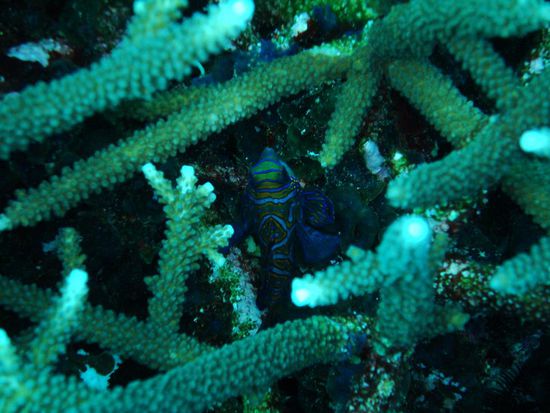 Soooooooooooooo schoen! (Aber nicht so einfach vor die Linse zu kriegen)