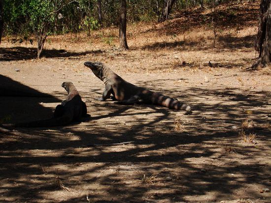 Vollgefressen liegen sie rund um die Kueche herum