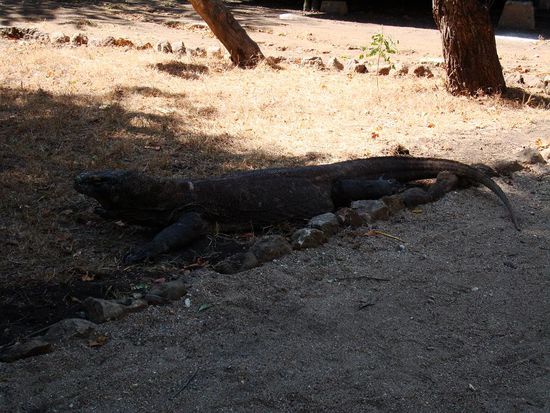 Eher Dragon als Echse. Echt riesige Viecher!