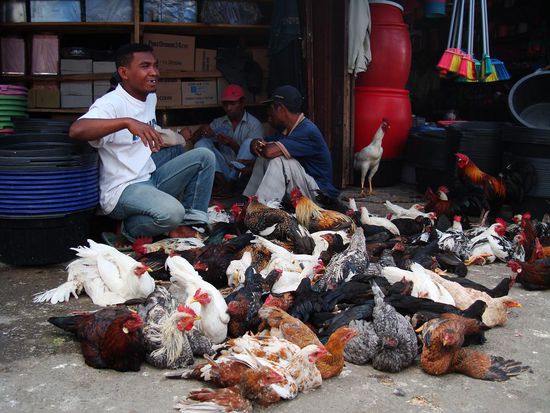 ok, die sind wohl eher zum Essen gedacht 