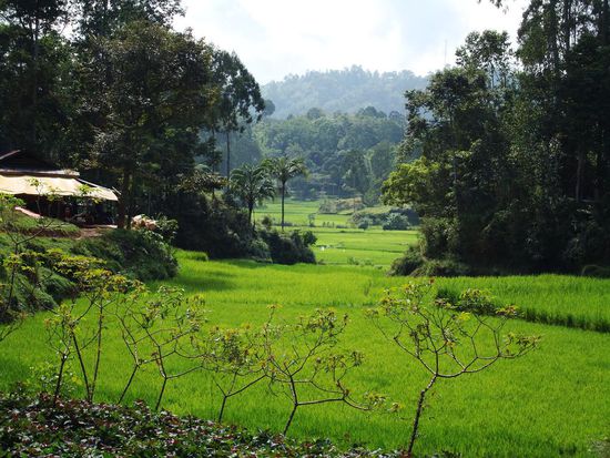 Reisfelder rund um die Doerfer