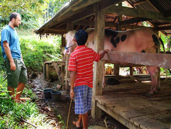 Der Besitzer wartet immer noch auf Angebote. Er moechte ihn fuer ca 150000000 Rupia  (ca 19000 sFr) verkaufen.
