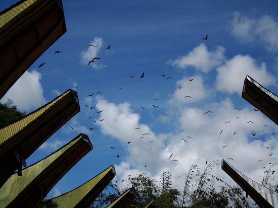 Alles voll von Fledermausen.