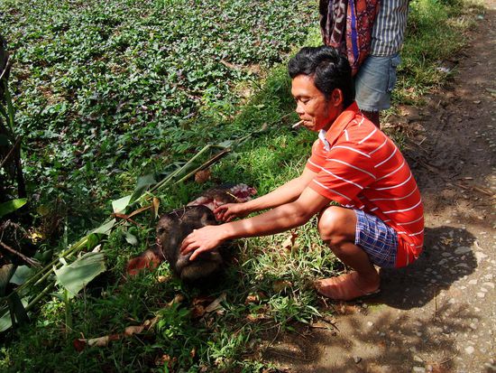 Das ist alles was vom Bueffel nach der Zeremonie uebrig bleibt.