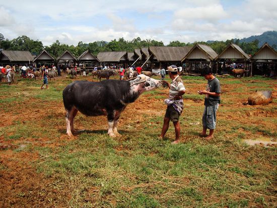 Ein speziel schoenes Exemplar.