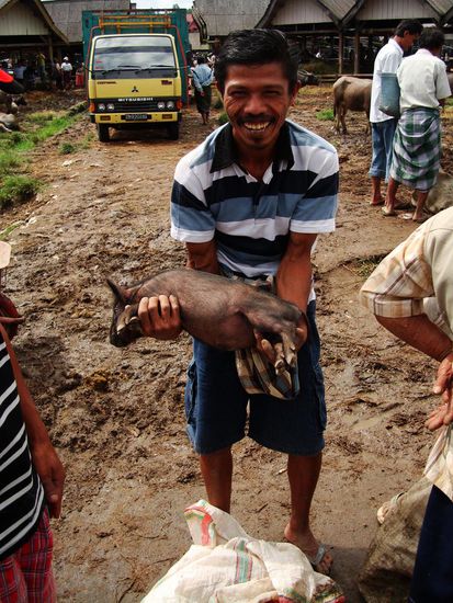 Natuerlich gibt es auch Babyschweine. Die muss man aber noch einige Monate maesten!