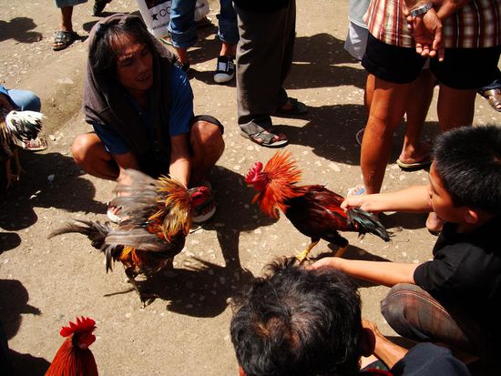 Bevor ein Kampfhahn gekauft wird, muss er getestet werden. Ganz klare Maennersache!